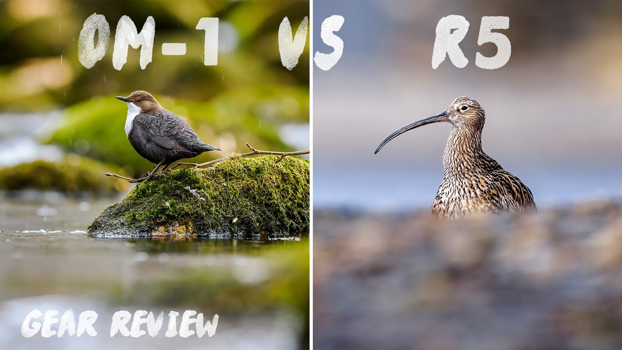 Testing the OM System OM-1 Bird AF (Bird AI AF) |  Hands-On Field Test | Gear Review