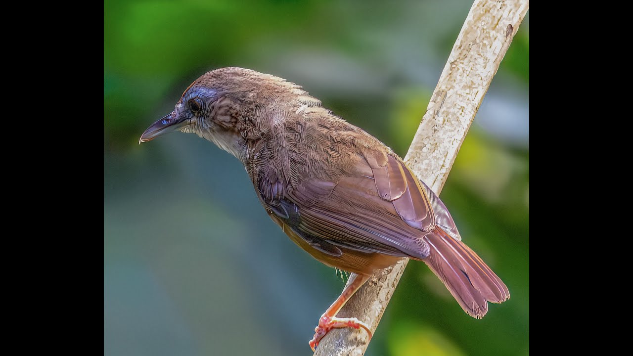 Call of Abbott's Babbler 阿氏雅鹛