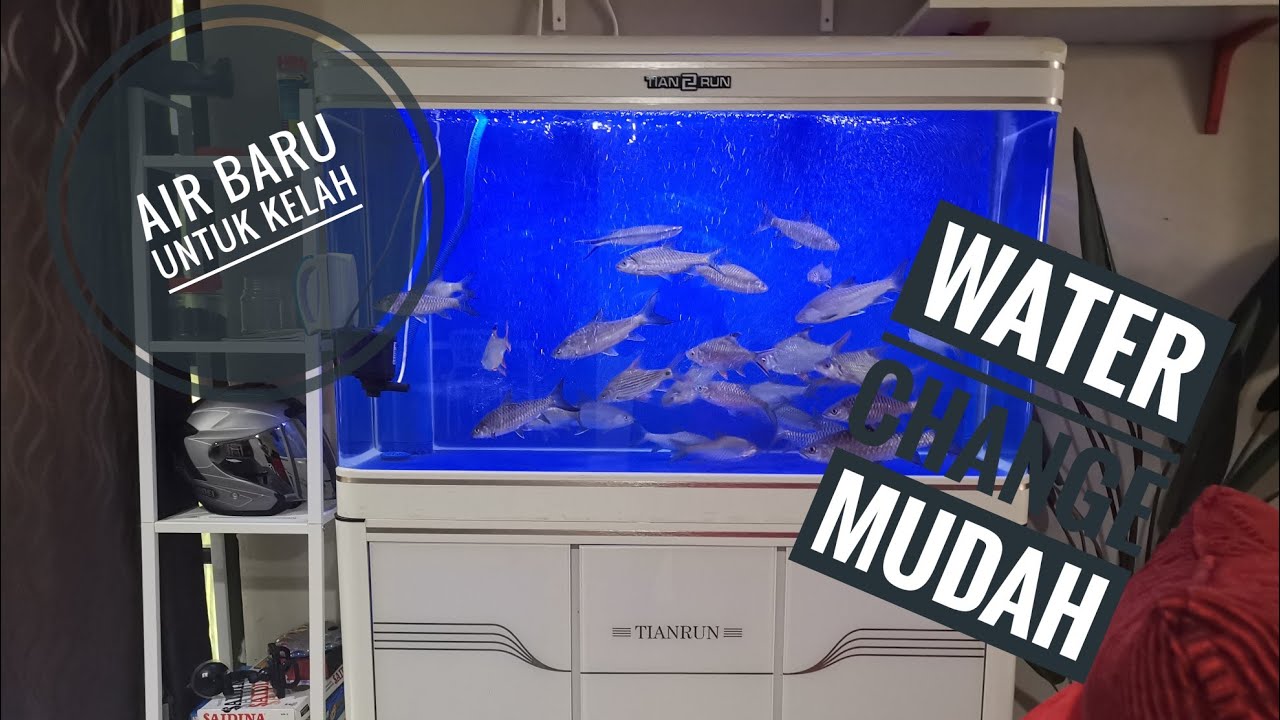 Cara tukar air aquarium ikan kelah tengas, dan lampam.Water change easier than abc ;easy and simple.