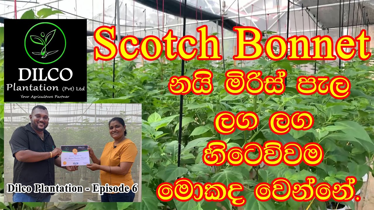 Scotch Bonnet නයි මිරිස් පැල අඩු පරතරයකින් ලග ලග හිටෙව්වම මොකද වෙන්නේ - Dilco Plantation 077 6395088