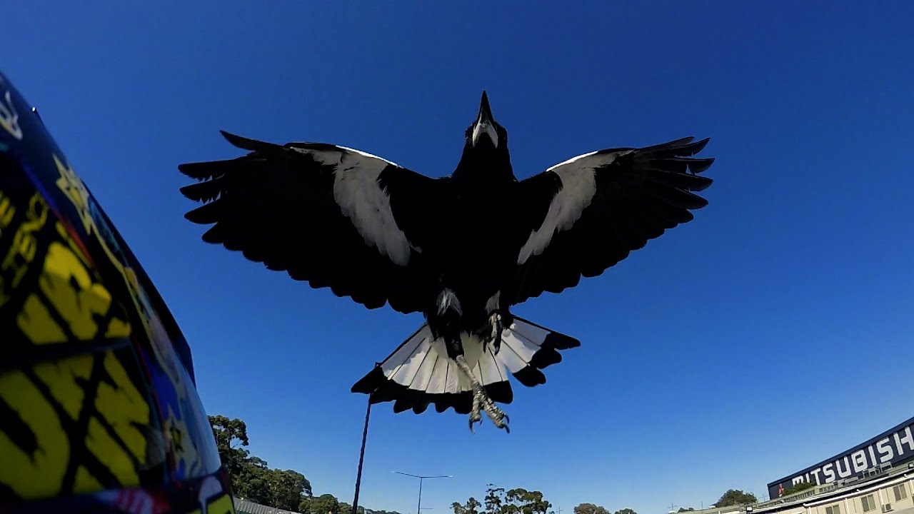 Magpie Swoop