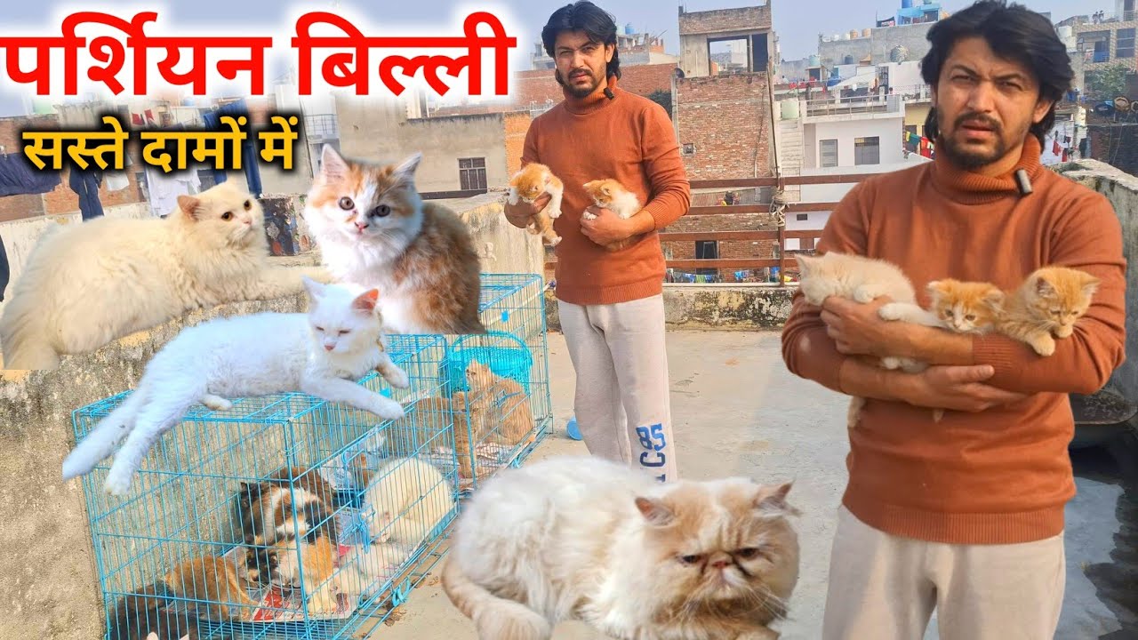 सस्ते दामों में खरीदे पर्शियन बिल्ली |Persian Kittens |Persian Kittens for sale |Lucknow pet shop