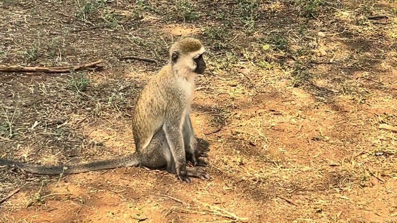Chlorocebus pygerythrus hilgerti / cercopiteco vervet / Vervet monkey