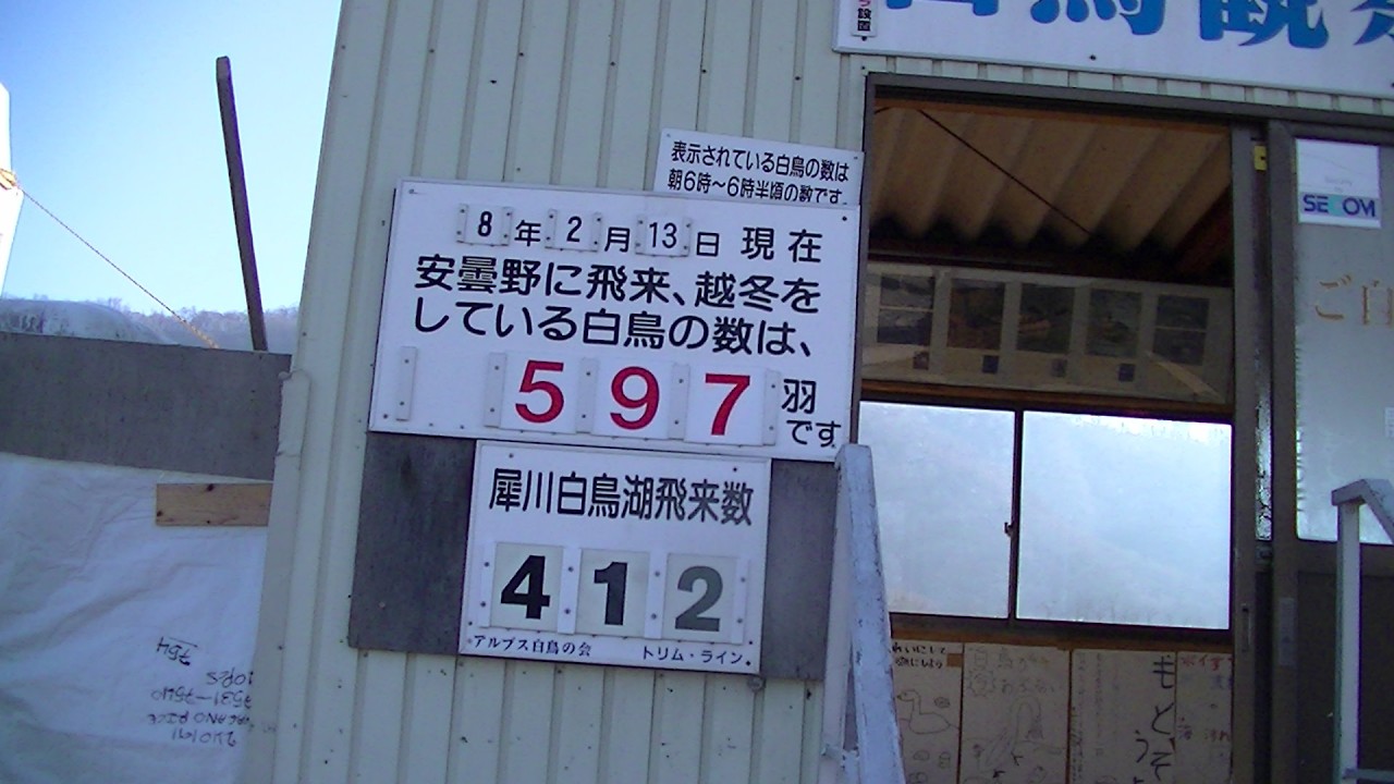 2026 2月 安曇野へ飛来の白鳥達