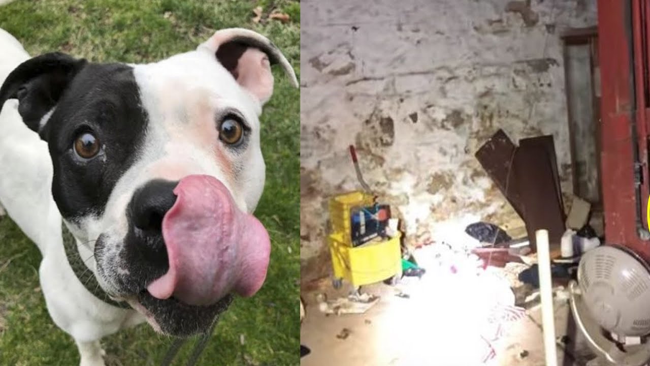Man Finds A Terrified Pit Bull Chained Up And Left To Die In The Basement Of A New Home