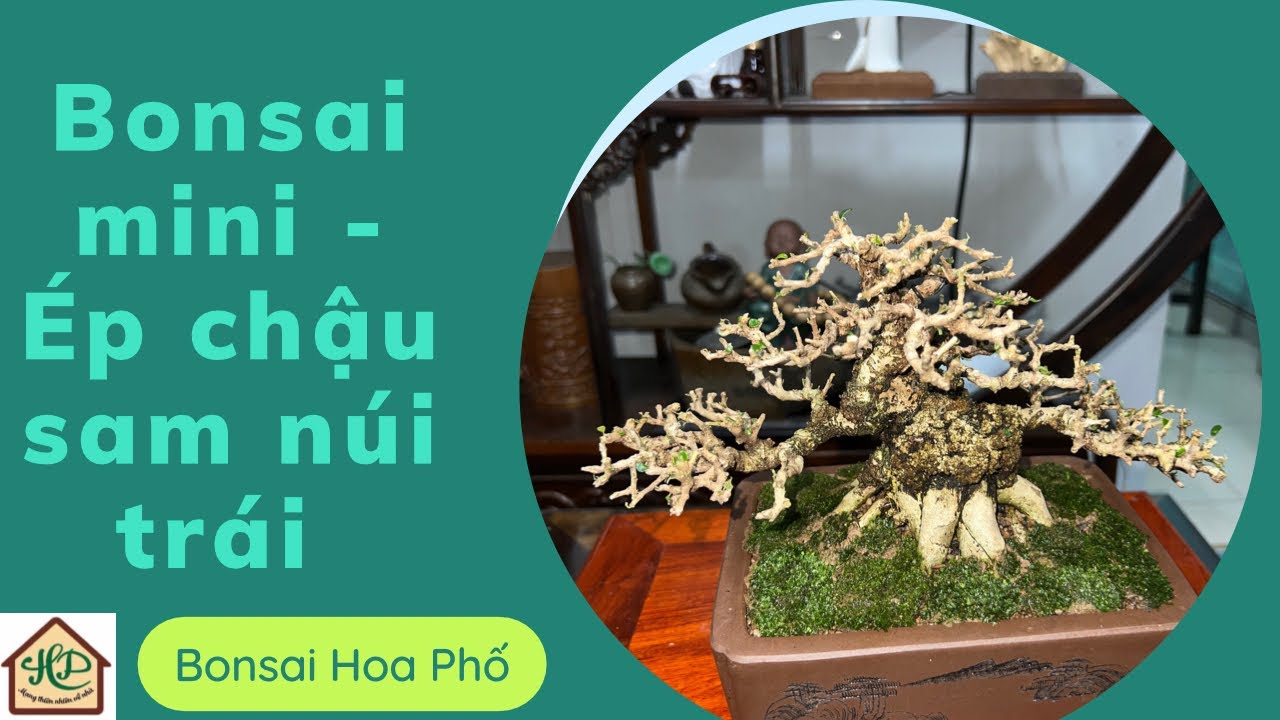 Bonsai mini, ép chậu Sam núi trái