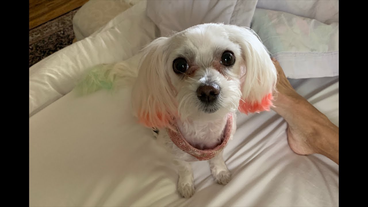 LIVE My Favorite Groomer Maltese Color Result - strangest things to do cancer education talk