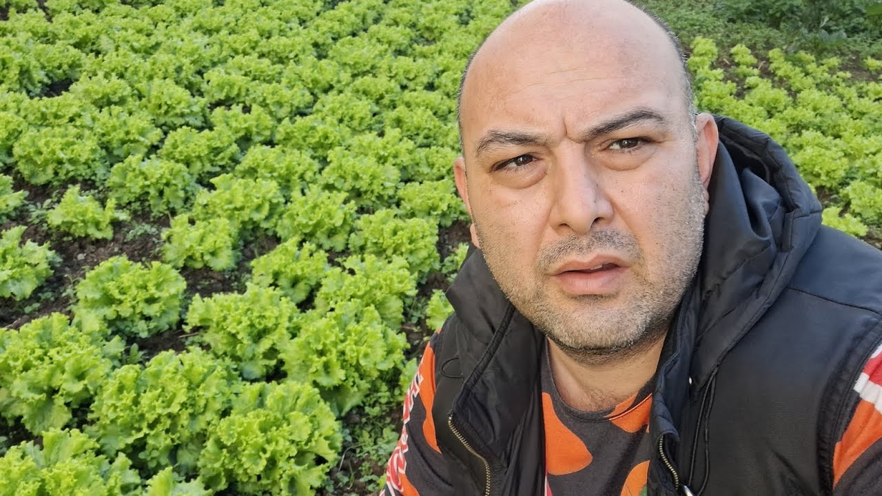 2025 YILI MARUL DİKİMİ GÜBRELEMESİ VE BAKIMIYLA ALAKALI YORUMLARIMIZ