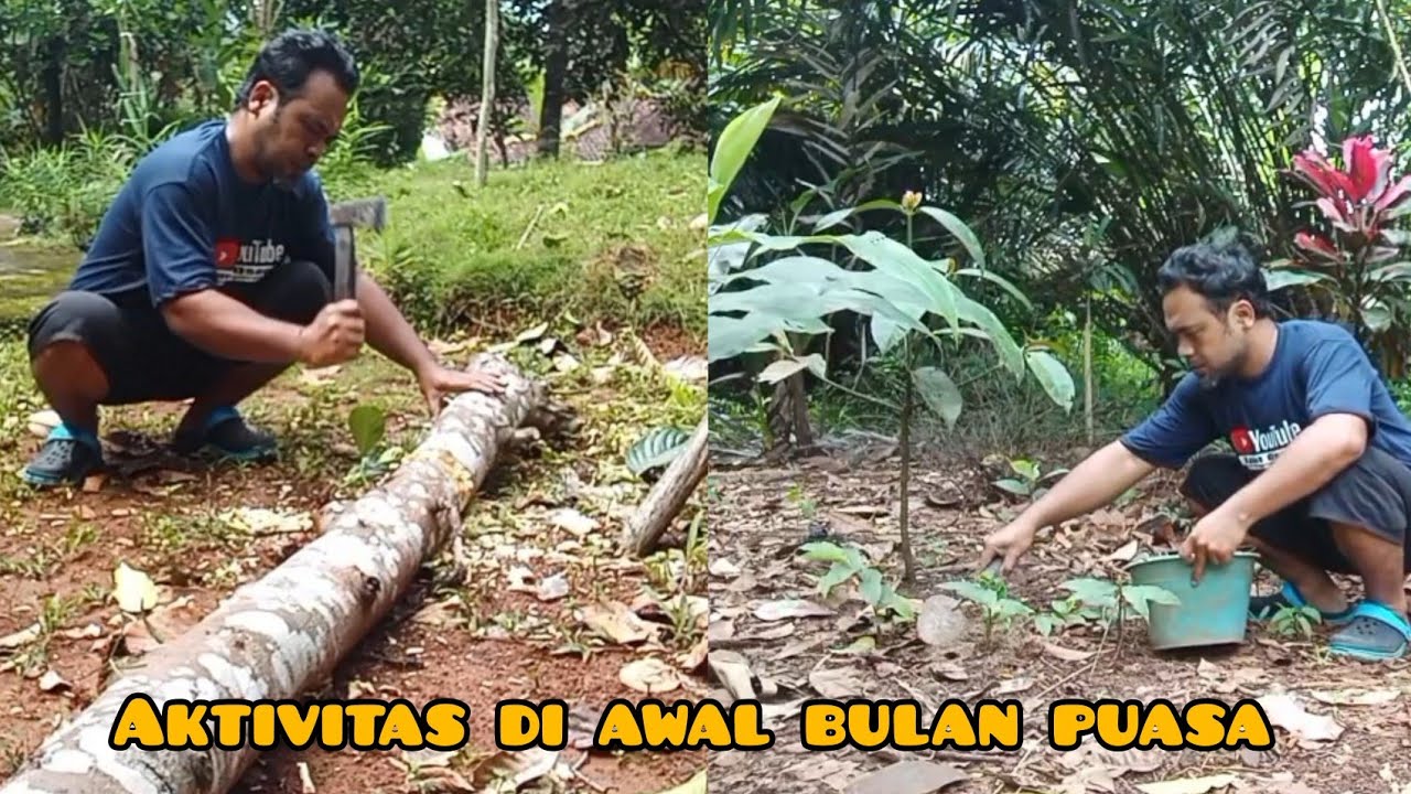 Aktivitas di desa awal bulan puasa potong potong kayu nangka dan mupuk bibit cabe rawit baru tanam