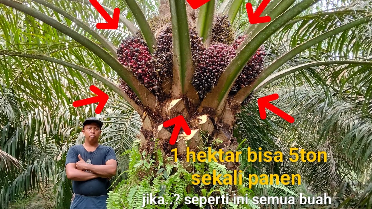 1hektar bisa 5ton sekali panen.jika..? Seperti ini semua Buah nya..! Babon masak keliling. #leektani