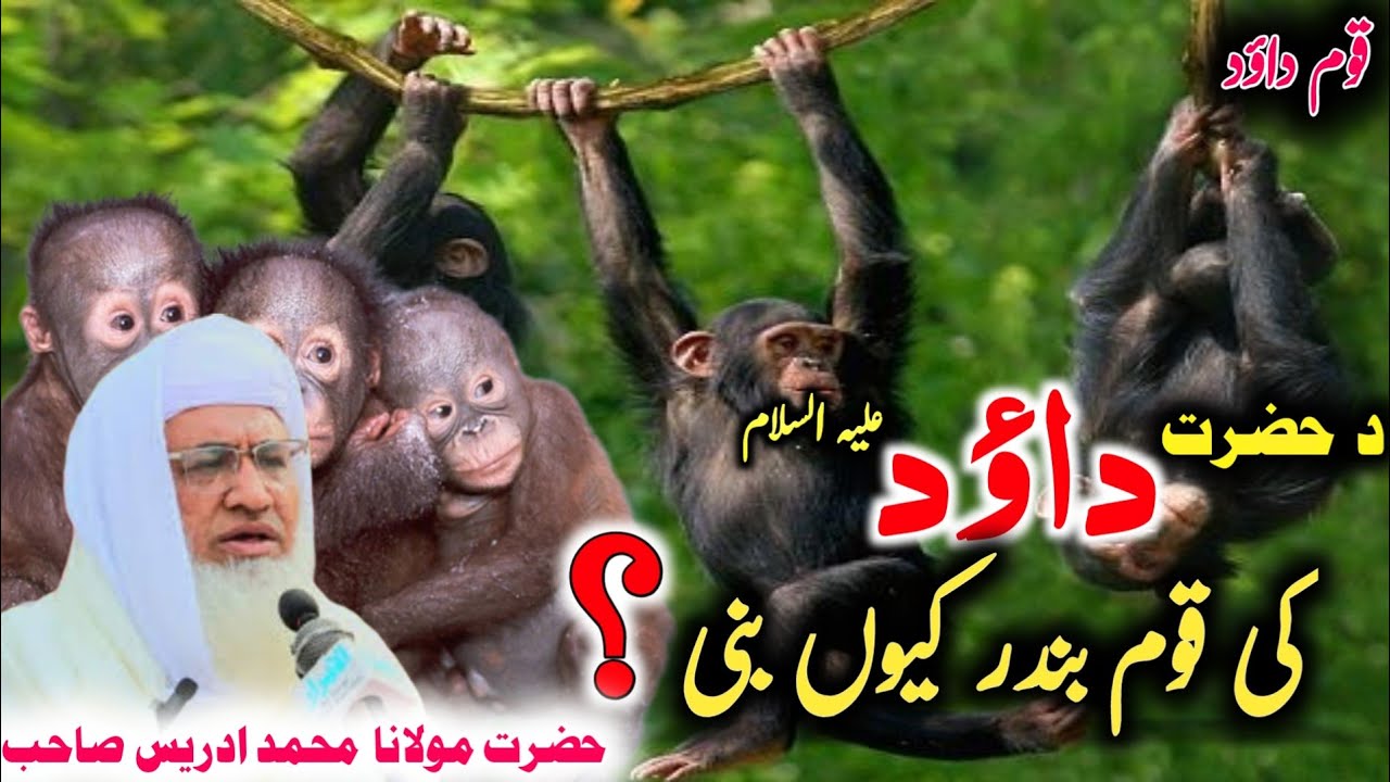 Hzrat Dawod Al Ki Qom Bandr Q Bny? /Muolana Idrees Sab Pashto Byan/ حضرت داؤد ع کی قوم بندرکیوں بنے؟