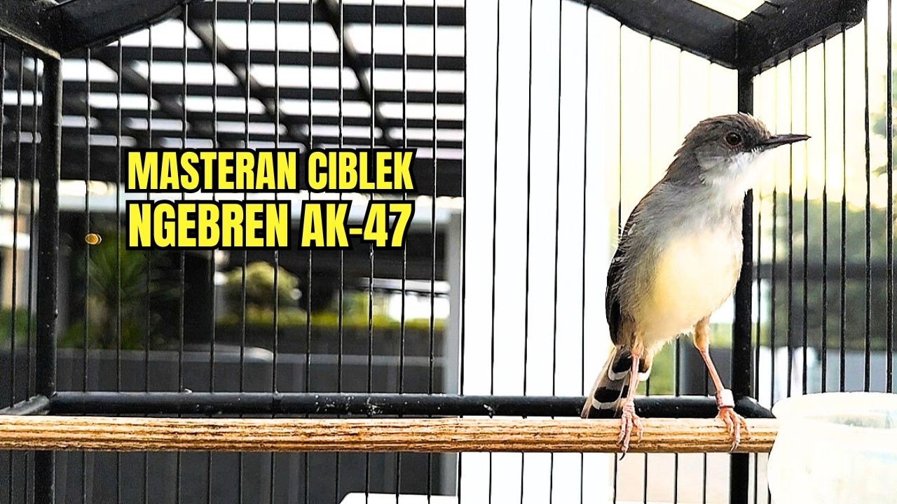 burung CIBLEK semi GACOR NGEBREN Pancingan Ciblek Macet bahan jadikan ciblek kristal gacor EMOSI