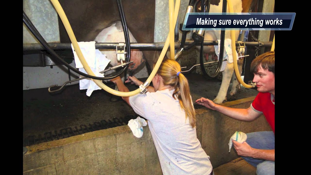 Alex Milks a Cow
