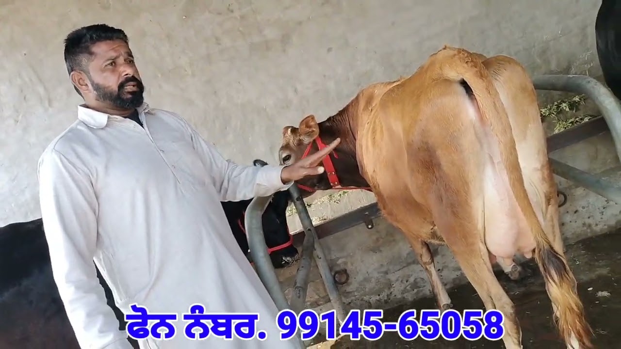 ਬਹੁਤ ਚੰਗੀਆਂ 2 ਦੰਦ ਤੇ 4 ਦੰਦ💥💥👉👉 ਟੌਪ ਦੀਆਂ 3 ਫੁੱਲ ਚੰਗੀਆਂ ਵਹਿੜਾਂ ਵਿਕਾਊ❤️❤️Three Cows For Sale 