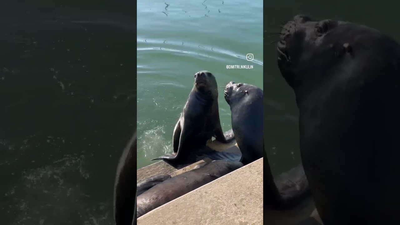 Punta Del Este, Uruguai - 2024 #puntadeleste #uruguay #sealions