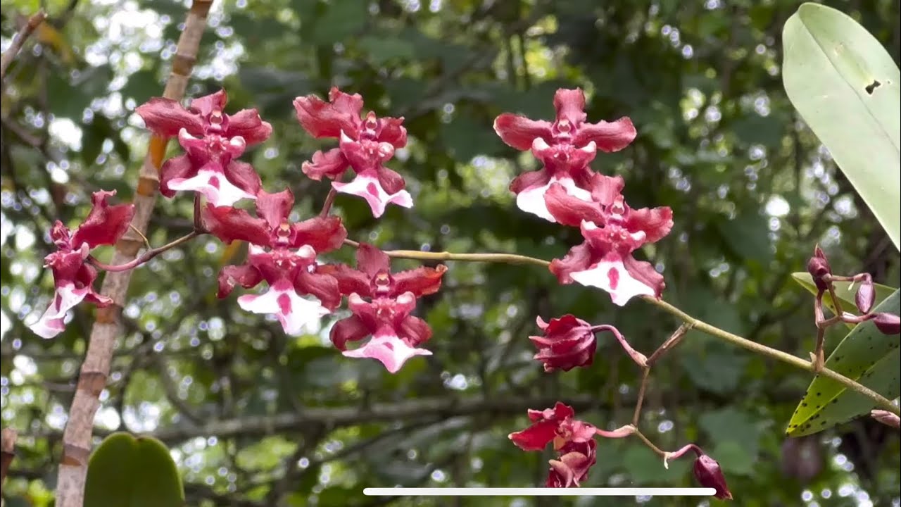 por que tus orquídeas no florecen/florecen muy poco