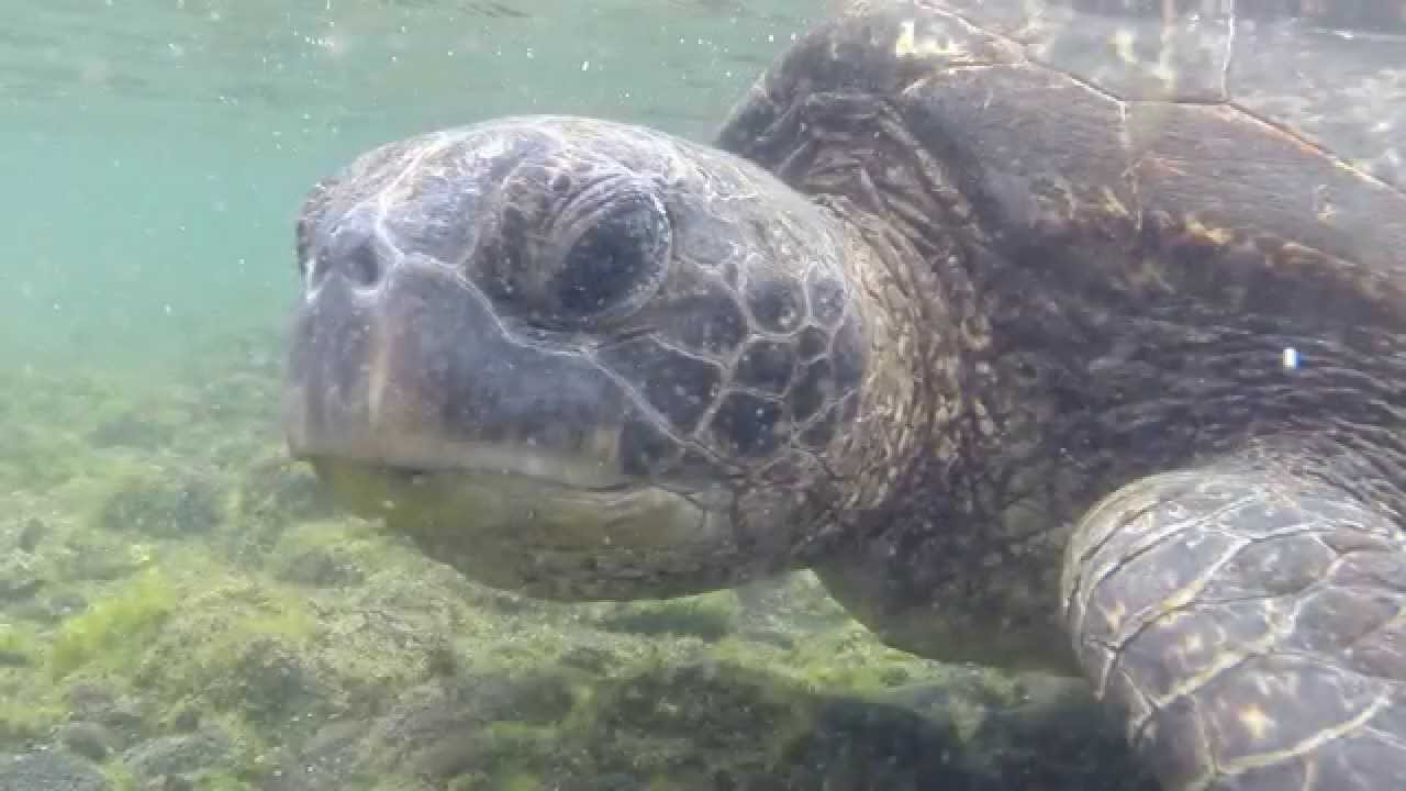 Punaluu County Beach Park - Black Sand Beach Big Island GoPro Sea Turtle Video