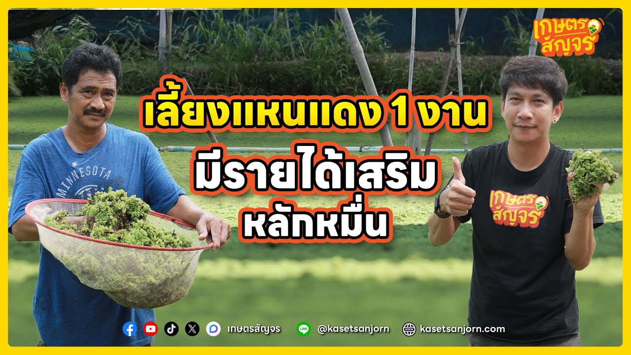อาชีพเสริมรายได้ดี! เลี้ยงแหนแดงในพื้นที่เล็กๆ สร้างรายได้หลักหมื่นต่อเดือน  | เกษตรสัญจร