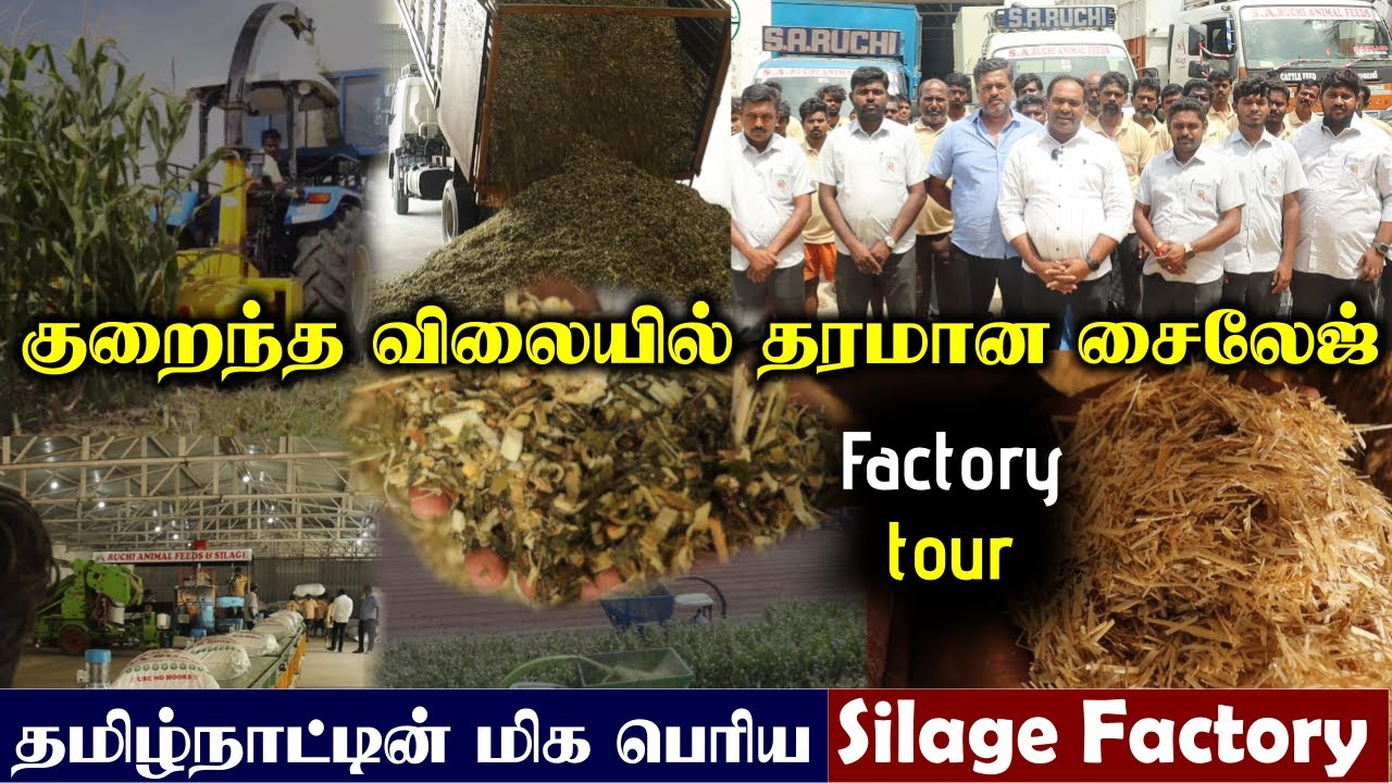 குறைந்த விலையில் Corn Silage | உலர் தீவனம் மற்றும் சத்தான கலப்பு தீவனம் | Cattle Feed | SA Silage