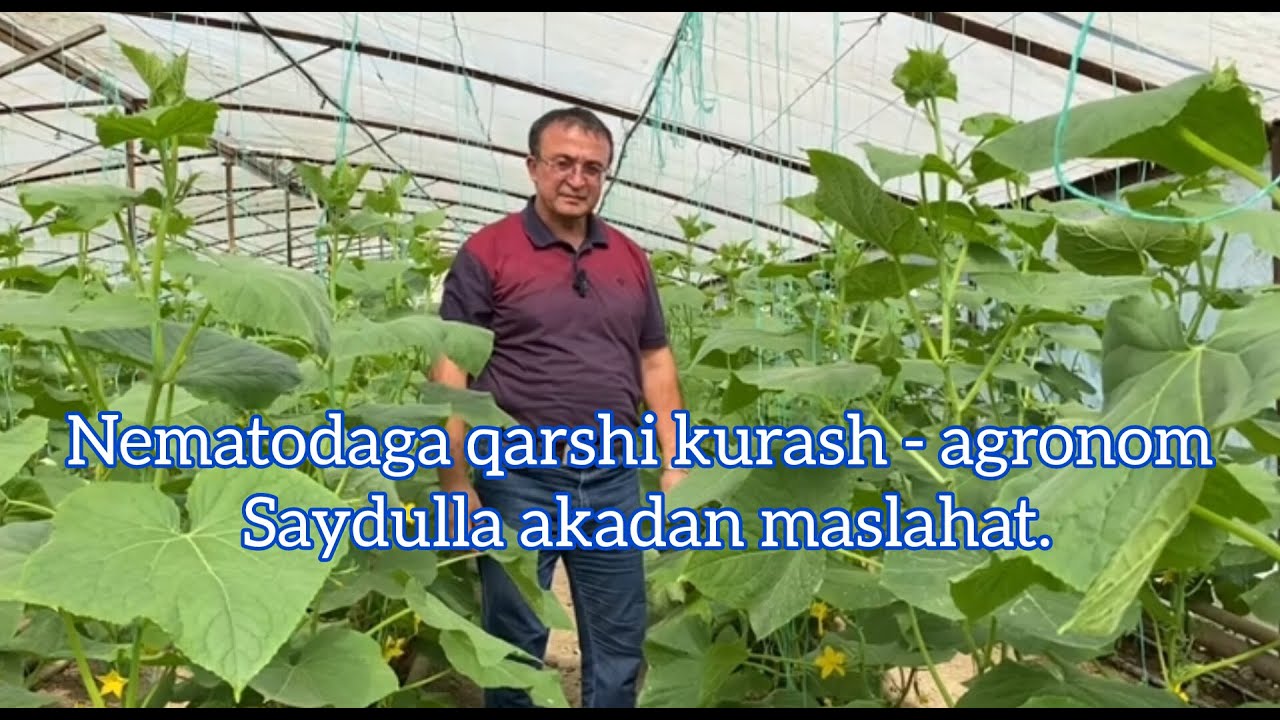 Нематодага қарши кураш - агроном Сайдулла акадан маслаҳат.