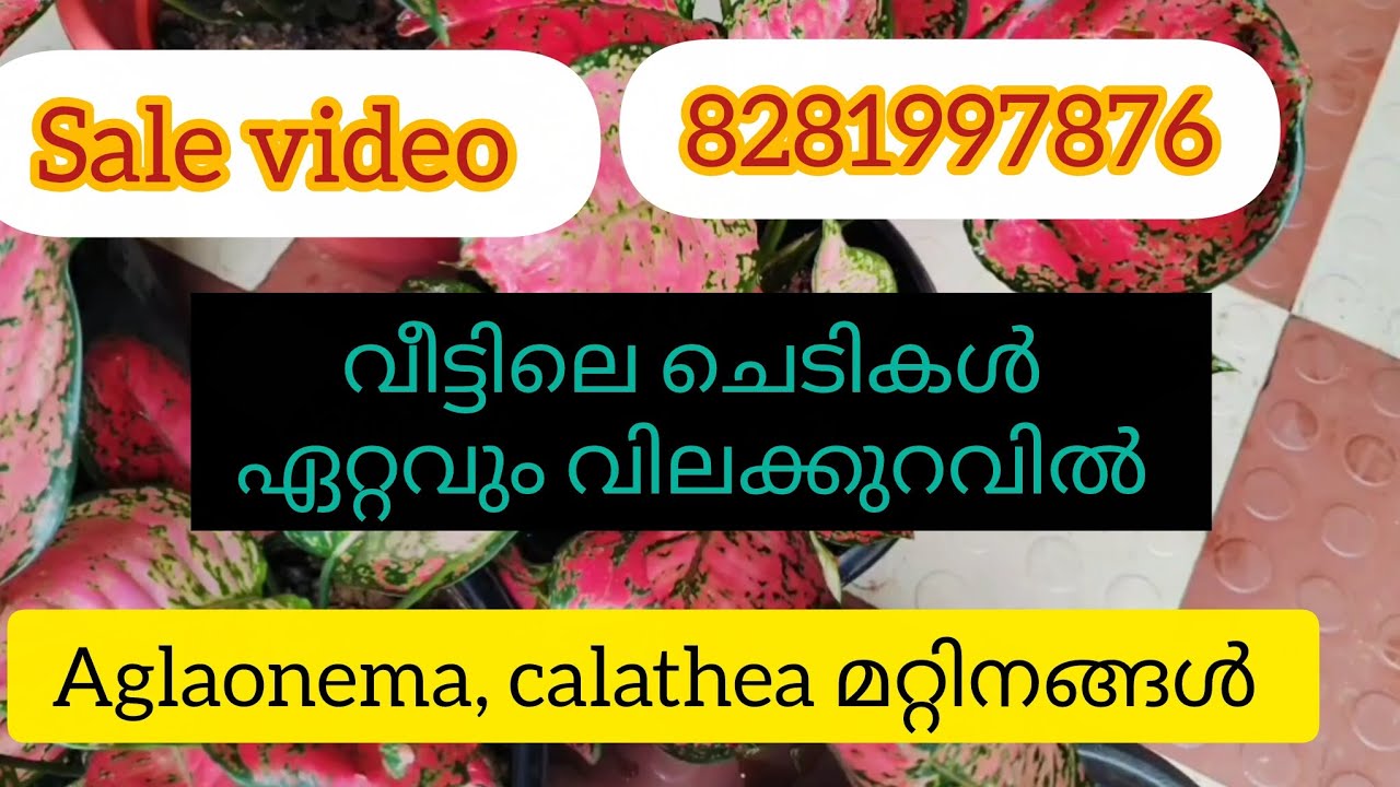Today's special sale - Lowest price Ever.Aglaonema, calathea, alocasia.