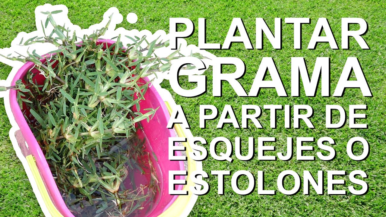 Plantar C&eacute;sped a partir de esquejes o estolones | Como plantar grama