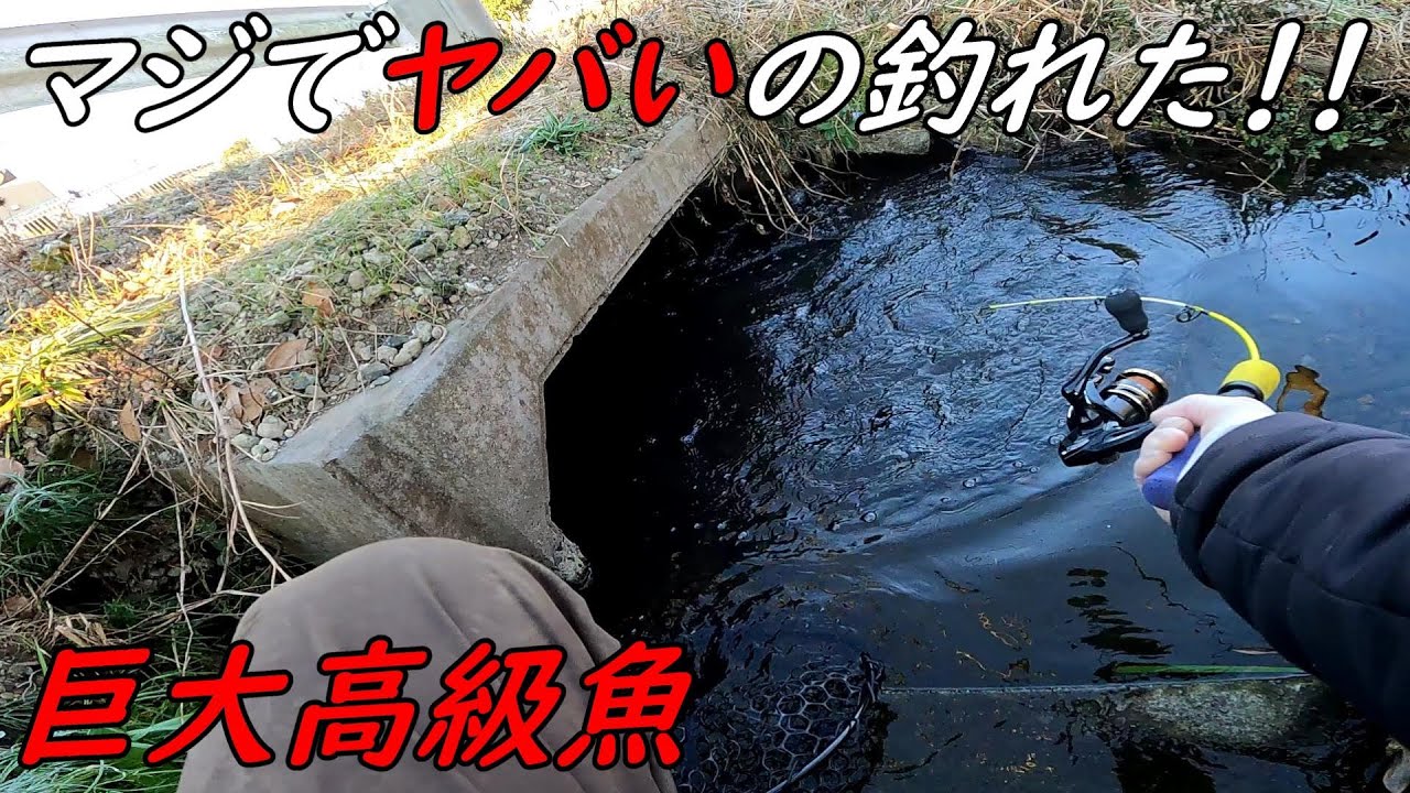 ヤバいの釣れたヤバいの釣れたヤバいの釣れた！！