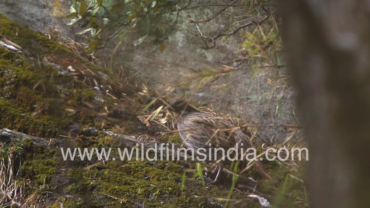 Koklass Pheasant of the Himalaya hidies from snowfall, in undergrowth