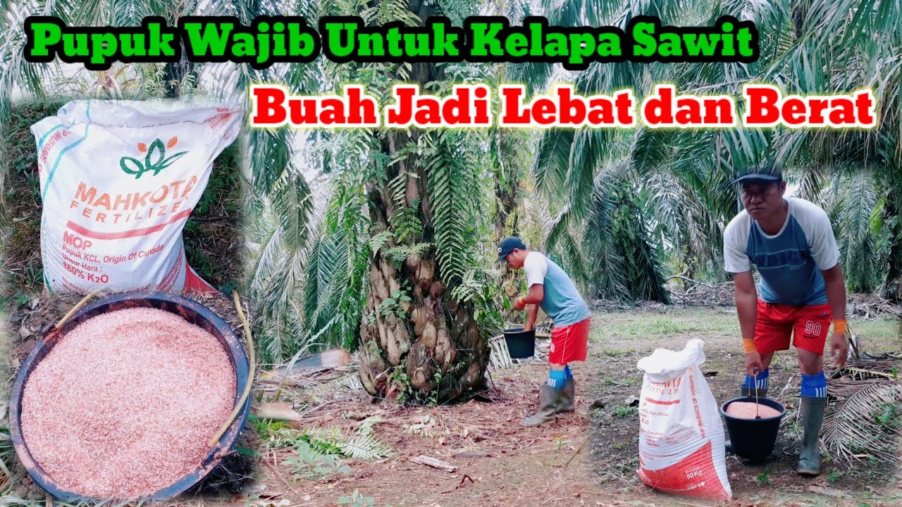 Manfaat Pupuk KCL Untuk Pohon Kelapa Sawit, Buah Jadi Lebat dan Berat