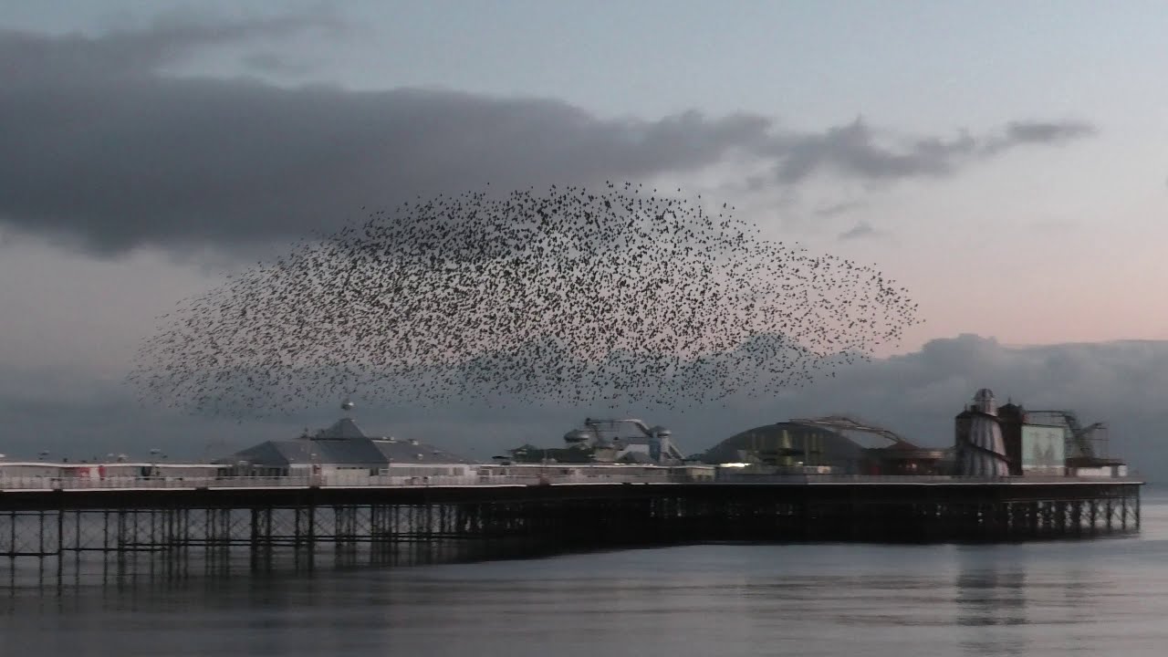 Starling murmuration in Brighton 06/01/2021