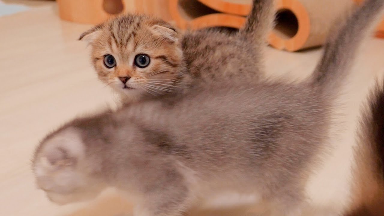 Когда приходит время есть, котенок мило мяукает.