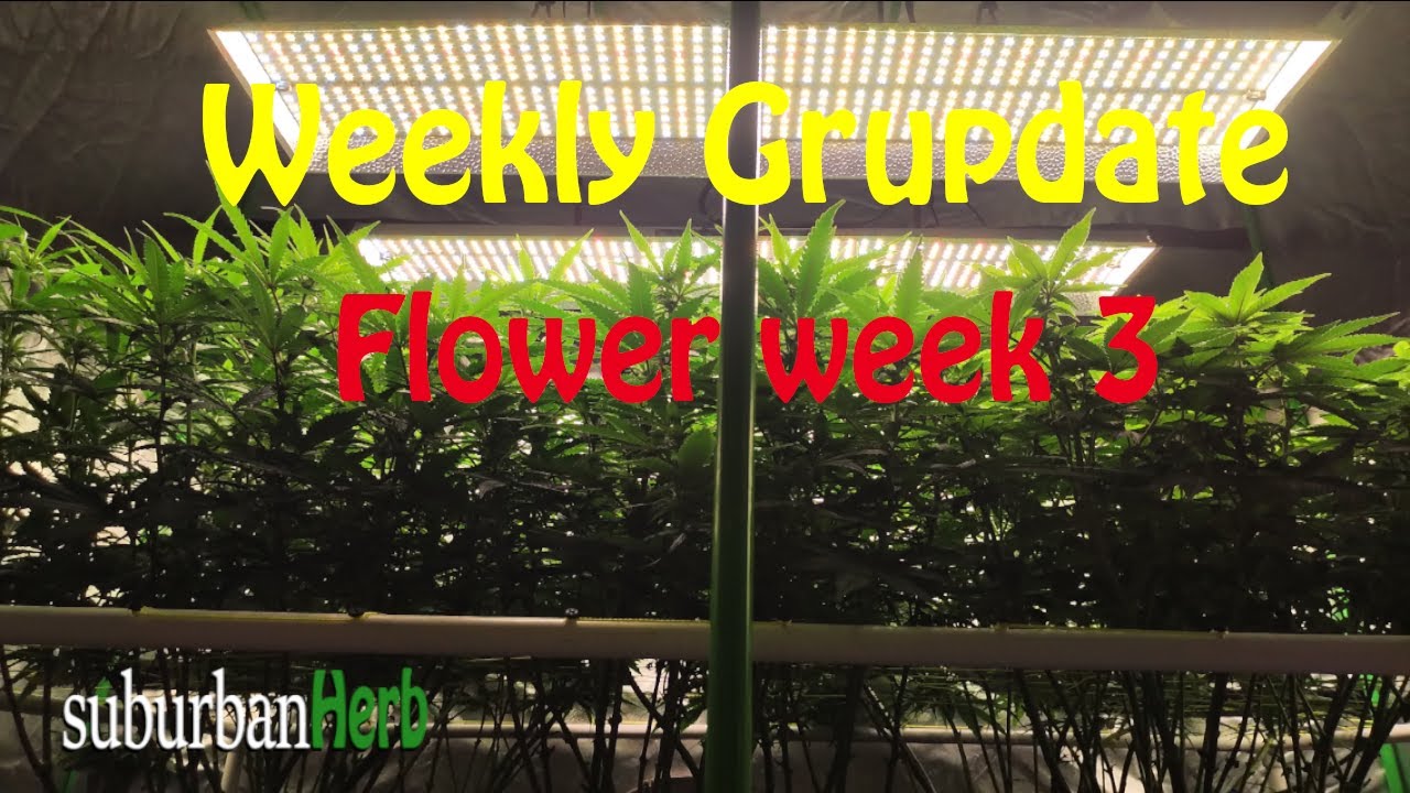 White Widow Cannabis Grow. What to do week 3 flower. suBurBan heRb's weekly grow update.