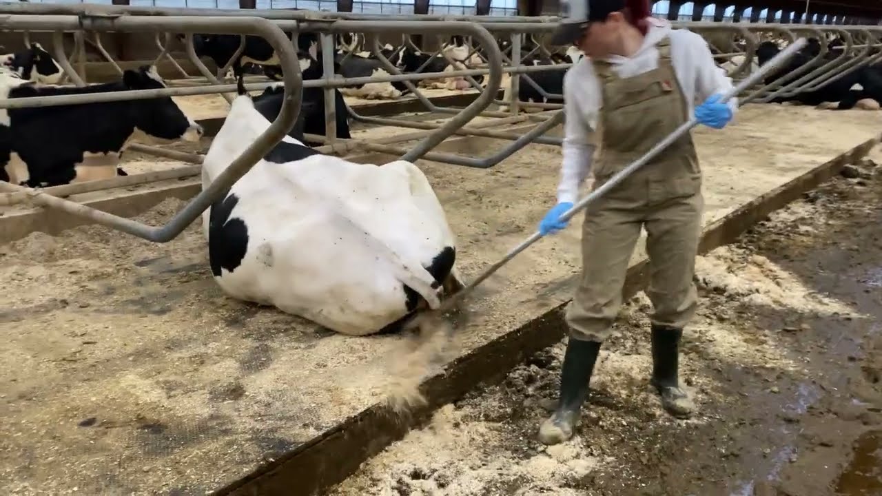 Husbandry in Europe | Pretty Girl Cleaning Manure on a Farm | Cow Farm