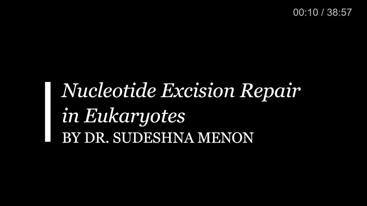 Nucleotide Excision Repair in eukaryotes