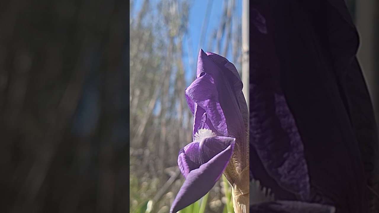 @-earth.plants-animals Iris germanica,orris,shpatore