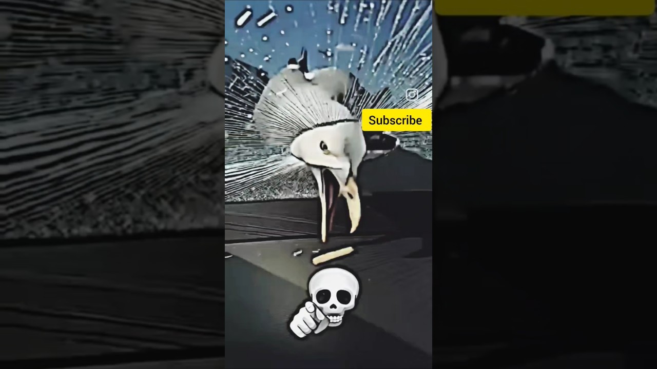 Birds Sigma 😨😱💀☠️