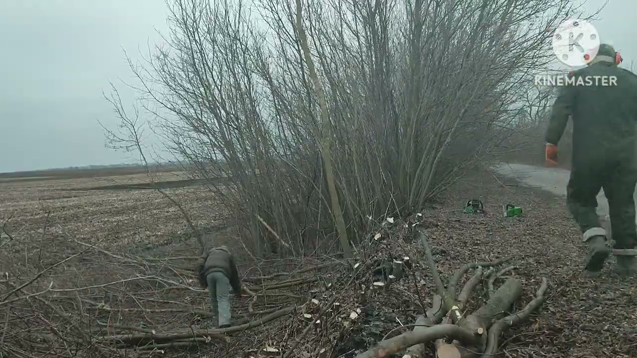 уборка и заготовка дров!!!!