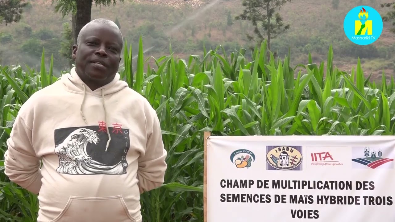 Gutera imbuto zirobanuye biri mu vyotuma umwimbu wiyongera abarimyi bakaronka n'umusesekara.