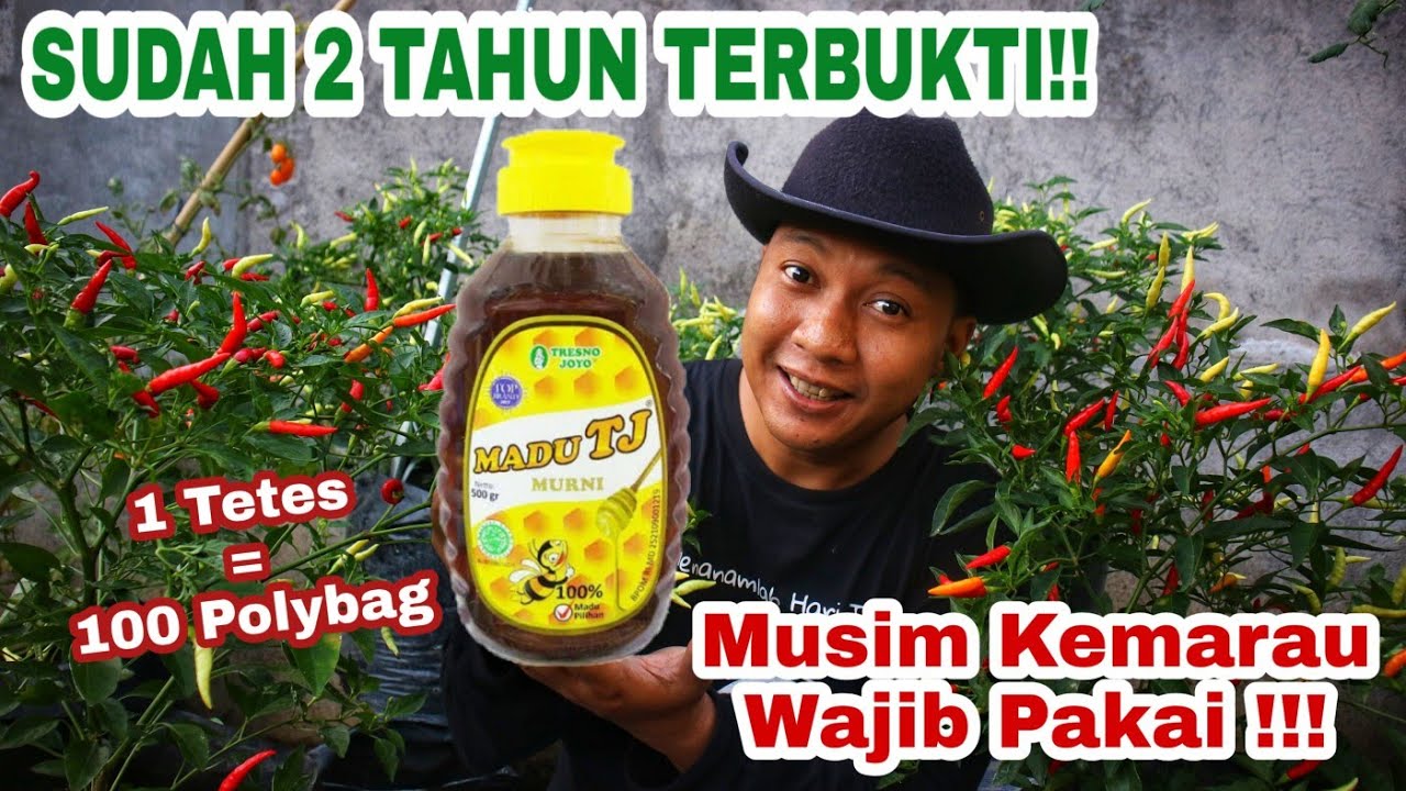 1 Tetes MADU Untuk 100 POLYBAG !!! Saatnya aplikasikan di musim ini