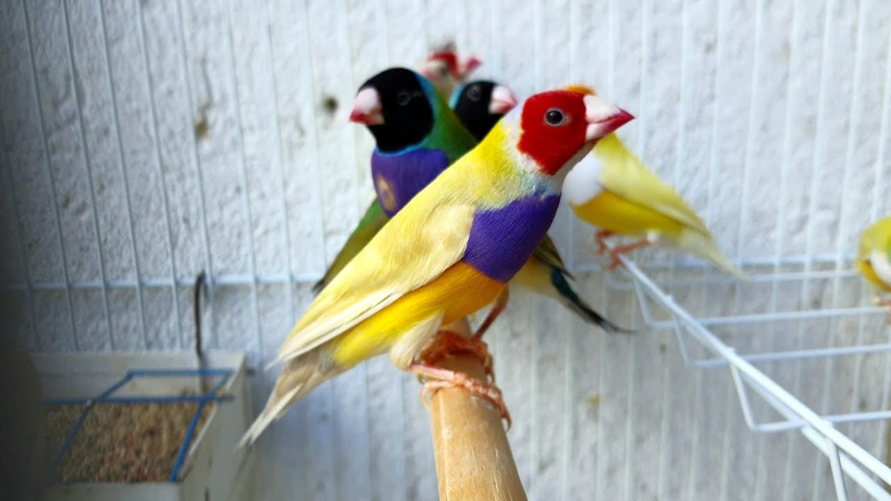 REPRODUÇÃO DE AVES EXÓTICAS - PASSERIFORMES