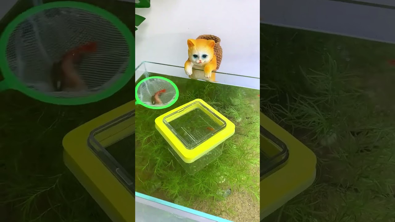you can wait and harvest a nest of baby fish! 