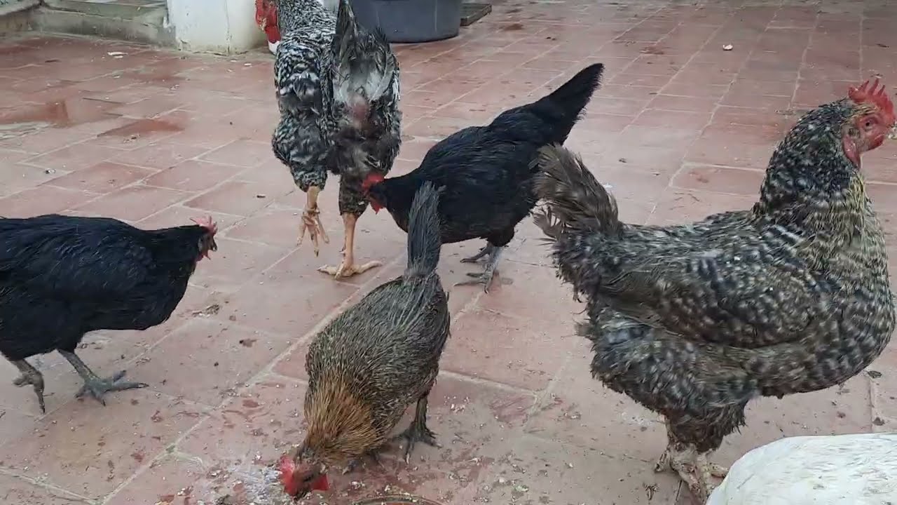 طريقة مجانية تجعل الدجاج يبيض يوميآ