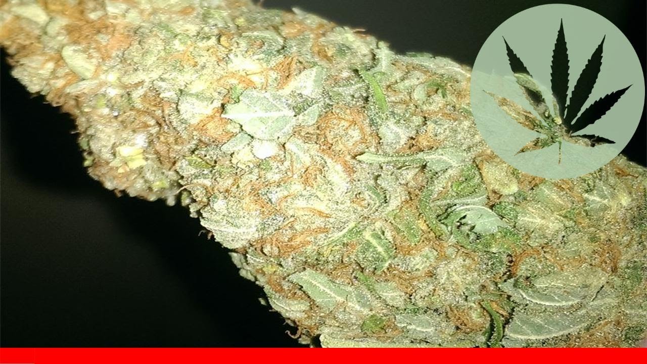 Wappa - All About This Strain