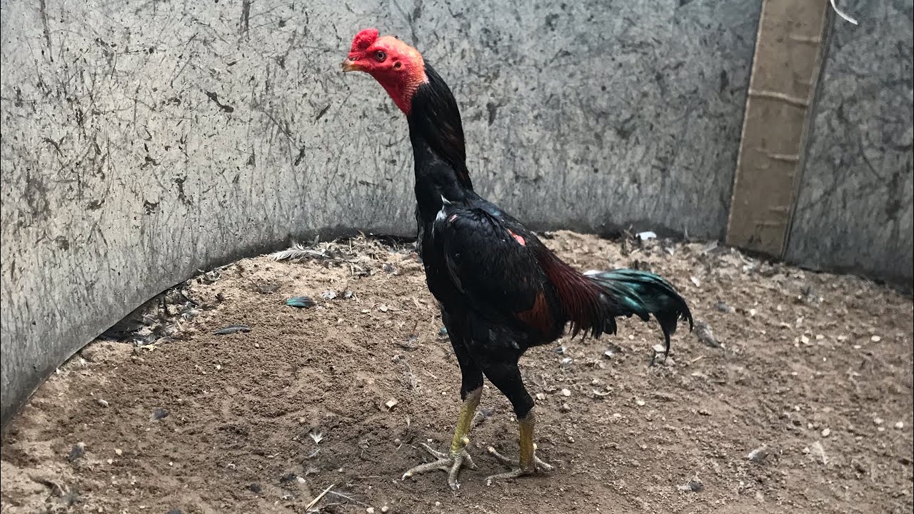 Cách phối trộn thức ăn 3 bữa hàng ngày cho chăm sóc gà chiến người mới nên biết 