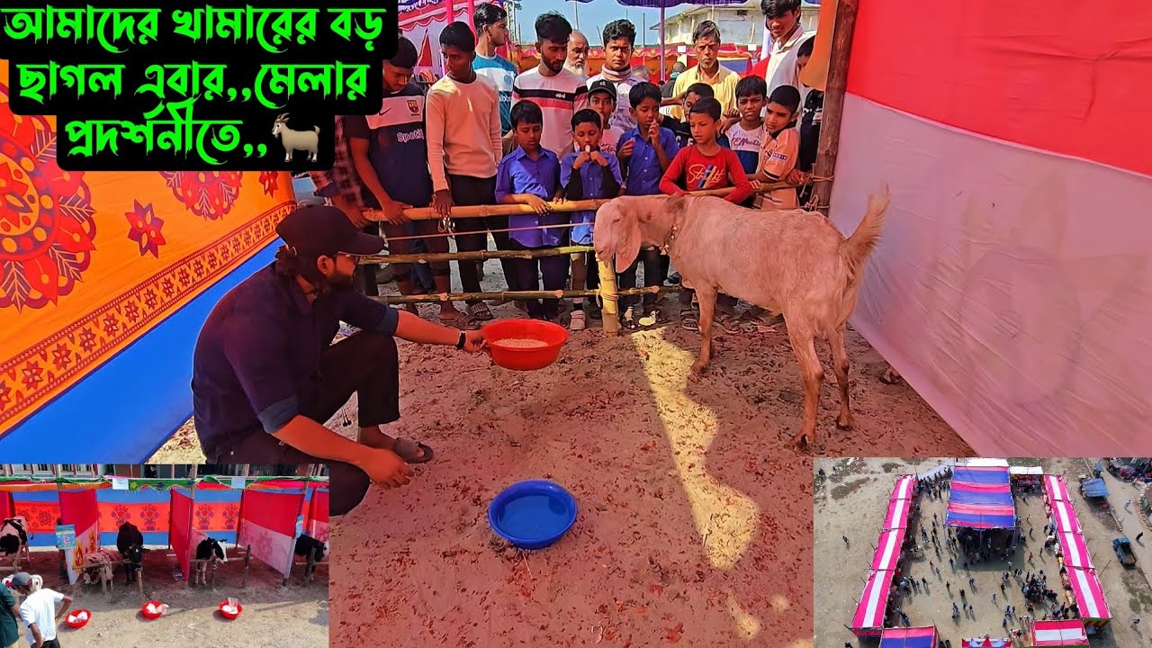আমাদের খামারের বড় ছাগল এবার,,মেলার প্রদর্শনীতে,,🐐