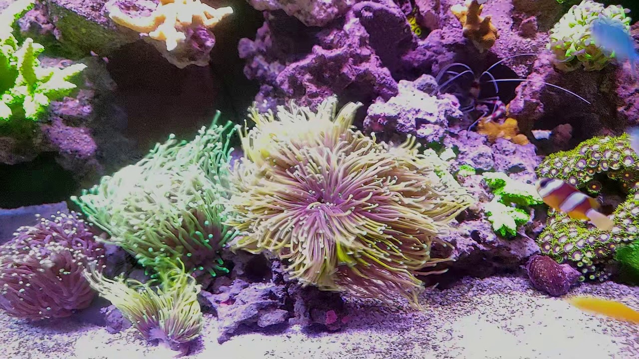My New Red Sea Reefer 350 and How I Maintain It