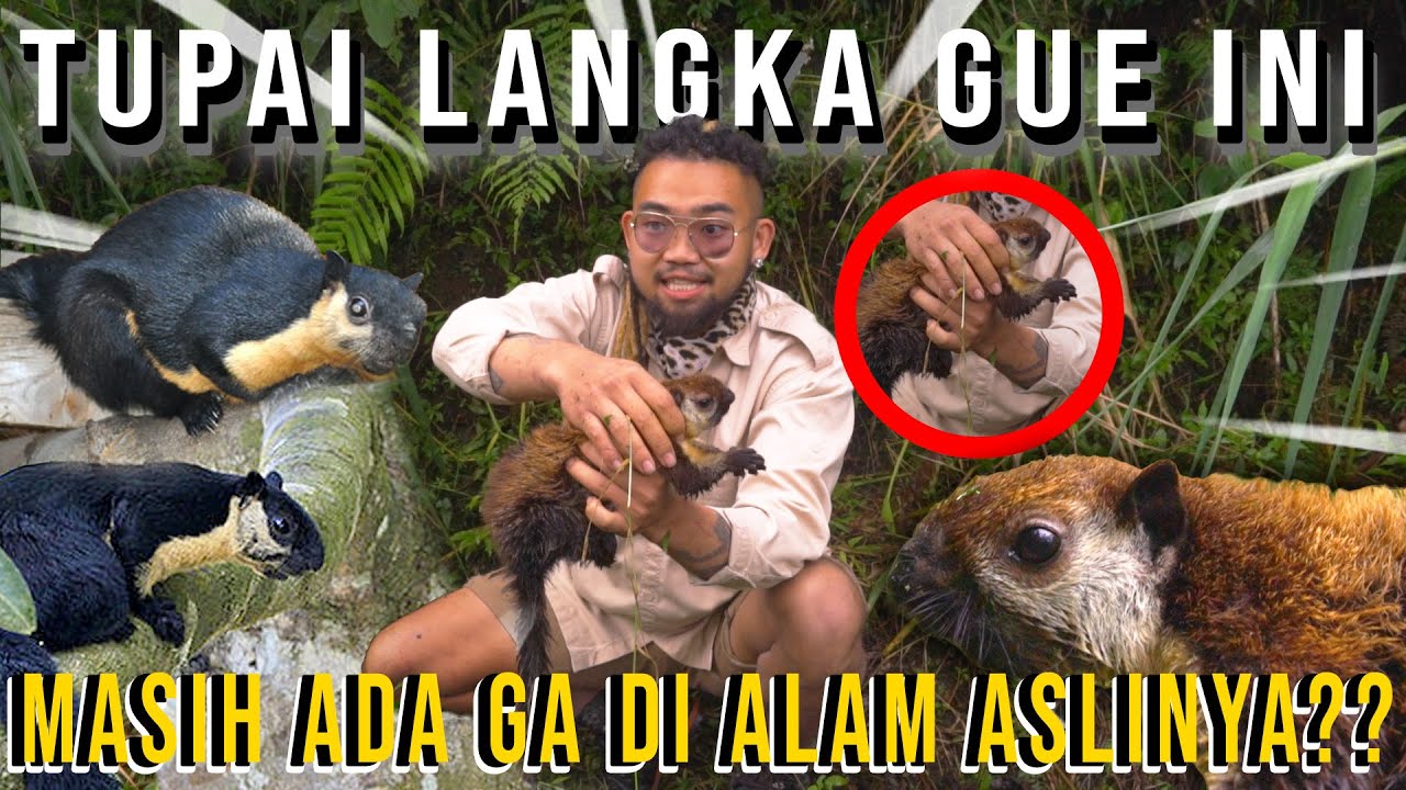TUPAI LANGKA GUE INI! MASIH ADA GA DI ALAM ASLINYA??!!! #AudreyA #KINGOFTHEJUNGLE