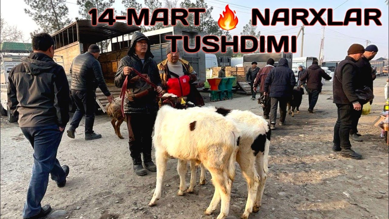 REAL SOTILGAN VA QAYTGAN NARXLARI UCHKOPRIK CHORVA BOZORIDAN