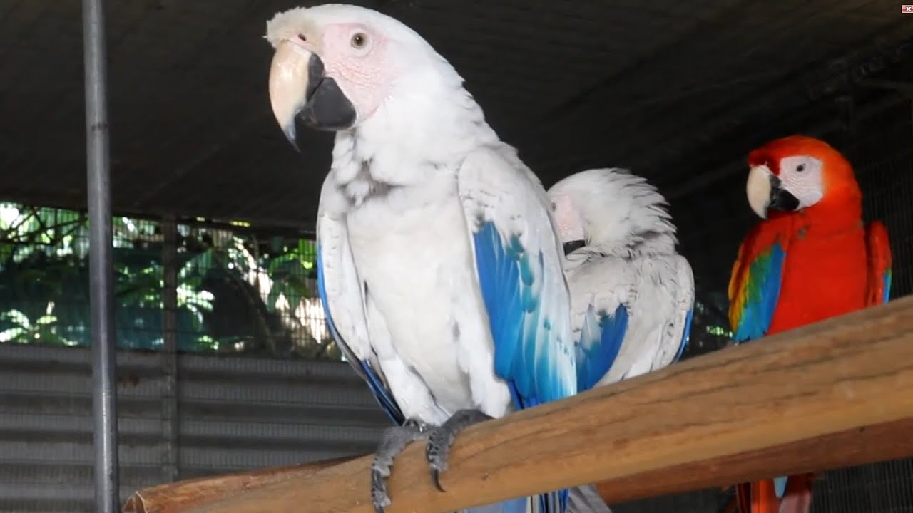 White Macaw