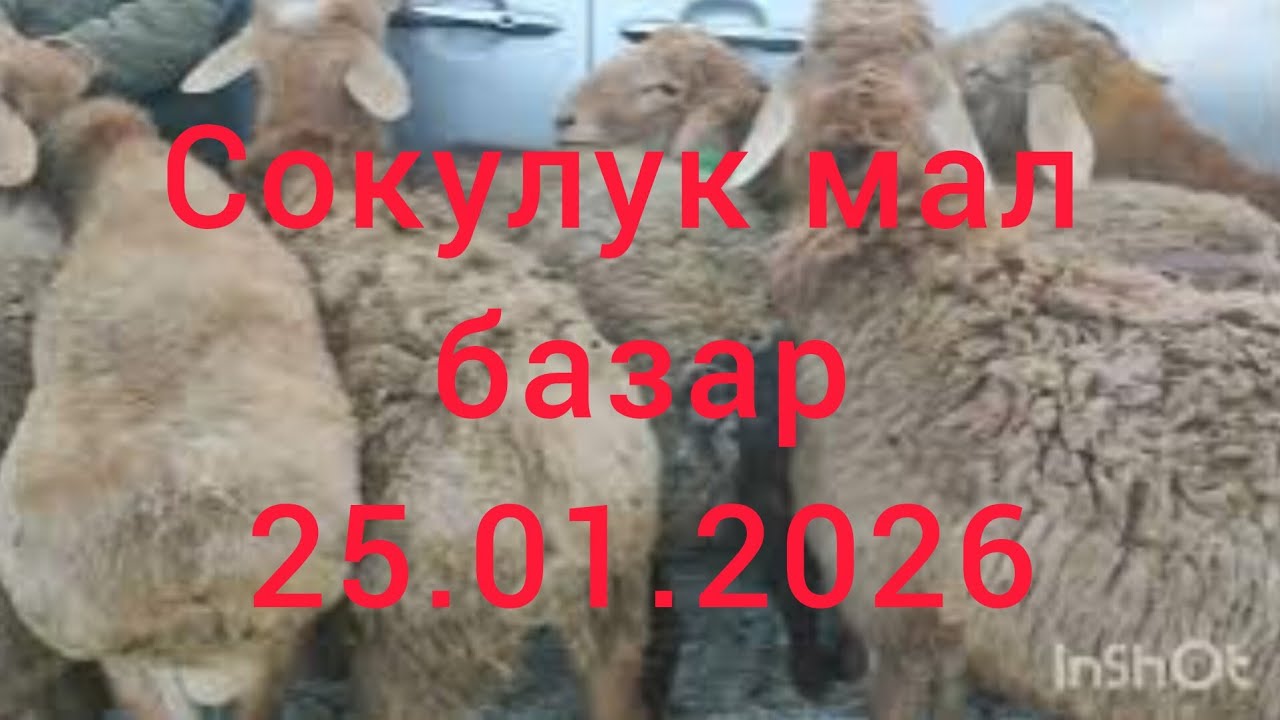 #малбазар#сокулук#накбаалар